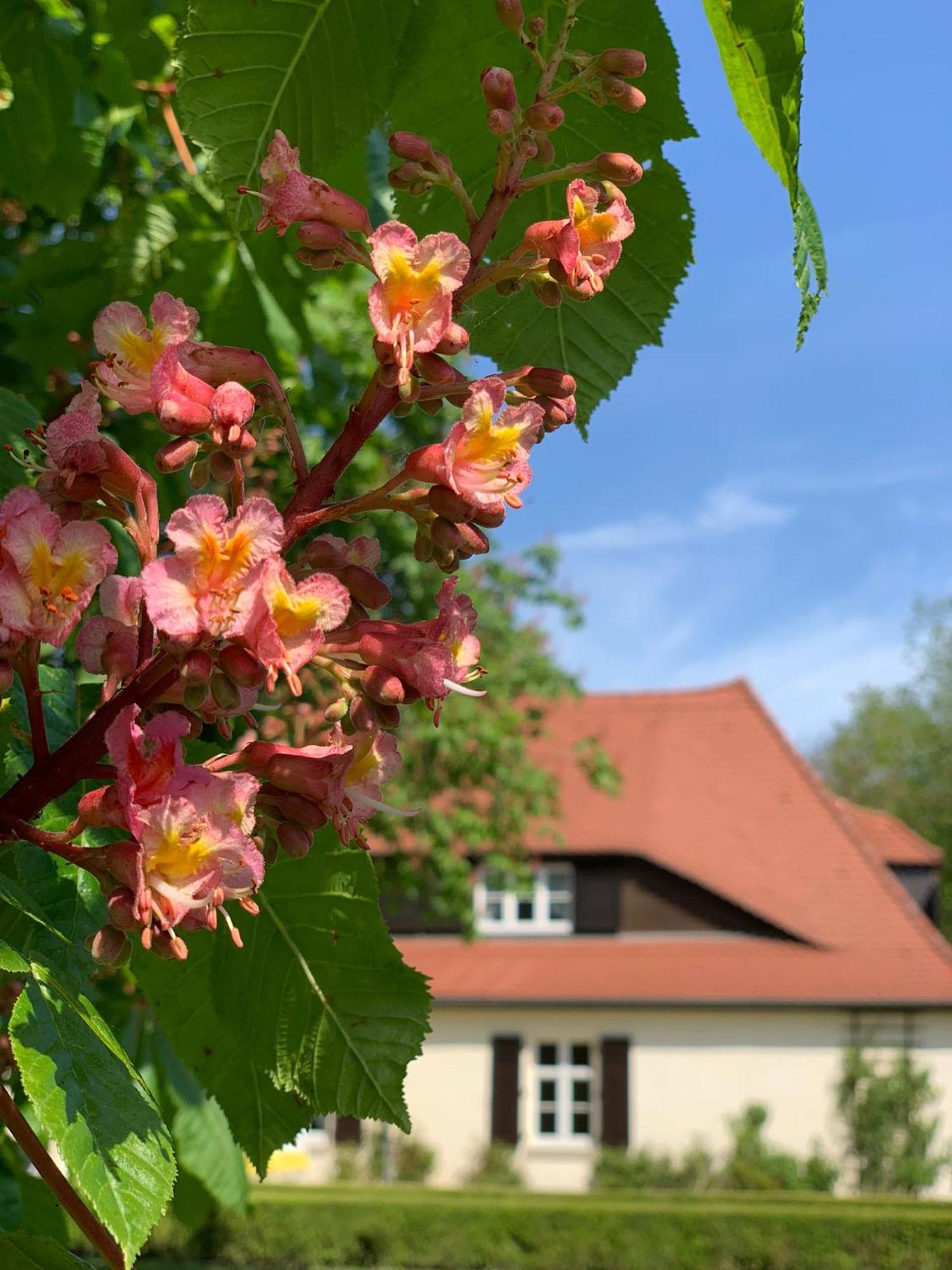 Апартаменты Landhaus Saaleck Наумбург Экстерьер фото